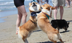 柯基狂潮來襲！柯基控齊聚一堂的140隻柯基瘋狂海灘派對    柯基、狗狗、Corgi Beach Day