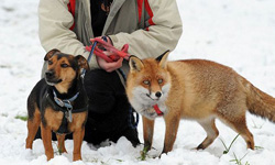 我不想當狐狸了！心甘情願成為寵物的小狐狸Roxy    寵物趣聞、狐狸、寵物、動物、溫馨