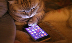 When I fall in love…..診斷你的單戀症候群！    單戀、動物、戀愛、失戀