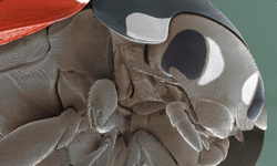 沒有心理準備不要點！微距鏡頭下的生物模樣 微距、生物、昆蟲、細菌、螞蟻