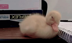 到底是多睏？愛睏小動物打瞌睡萌樣大集合！    動物、影片、萌、打瞌睡、睏