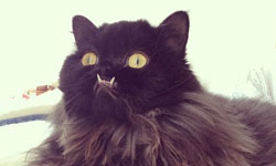 天生兇兇臉！霸氣貓公主Princess Monster Truck    Princess Monster Truck、溫馨、貓咪、網路紅貓