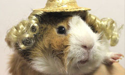 這麼小的假髮也有賣？專屬天竺鼠的時尚秀！ 天竺鼠、Guinea Pig Fashion