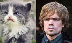 讓貓咪演《權力遊戲》！影集角色與萌貓對照圖 權力遊戲、貓咪、影集、美國、美劇