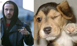 誰比較可愛？萊恩葛斯林vs.小狗表情大對決 小狗、狗狗、狗、萊恩葛斯林、萌、型男、性感、演員、男星、Ryan Gosling