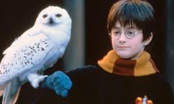 嘿美的真實身分大揭密！來自嚴寒北國的稀有雪鴞    嘿美、哈利波特、雪鴞、貓頭鷹