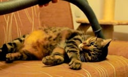 貓咪跟吸塵器的愛恨情仇大和解  貓咪、貓、有趣、影片、吸塵器