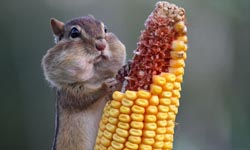 都給我吃都給我吃！花栗鼠暴飲暴食全記錄       花栗鼠、萌、貪吃、奇奇蒂蒂