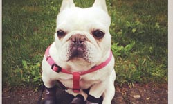 型狗這樣穿！鬥牛犬們的時尚教室     鬥牛犬、時尚、穿搭