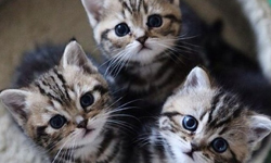 萌中之萌獎落誰家？2013最受歡迎貓咪品種Top 10 貓咪、萌、可愛、排行榜、臘腸貓、短腿貓、金吉拉、摺耳貓、折耳貓、美短、布偶貓、俄羅斯藍貓、米克斯