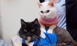 虐待貓奴才是生活的小確幸！黑白雙貓的樂活日記    黑白雙貓跳恰恰、好笑、日記、塔克、胖子麵