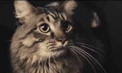 如果世界上只剩一隻貓  狗狗特種部隊強勢出擊！    Freddie Wong、影片、貓咪、狗狗、槍戰