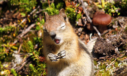 你們也有這一天！打噴嚏打到面部扭曲的小動物    打噴嚏、好笑、影片、瞬間、哈啾