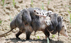 硬是不要自己走咧！撒嬌要媽媽背背的小動物們 小動物、萌、可愛、撒嬌、背背