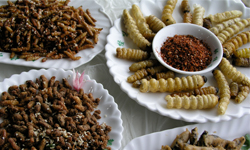 蟲蟲大餐！人氣食用昆蟲排行榜TOP 8 昆蟲、食用、排行、排行榜、詭異