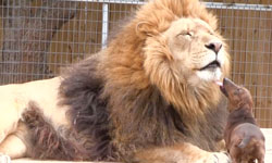 牠們是莫逆之交！小短腿臘腸與身障獅子的溫馨兄弟情      獅子、臘腸狗、兄弟情、Bonedigger