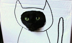 躺在箱子裡就是我的小確幸！貓咪鑽紙箱特輯    貓咪、紙箱