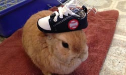 爬到我頭頂上了！？不動如山的小兔子Vinnie與額頭上的過客    Vinnie、Stuff On My Rabbit、兔子、可愛、萌