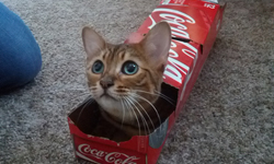 有這麼愛嗎？貓咪對盒子的瘋狂迷戀 貓咪、貓、有趣、盒子、迷戀、熱愛、搞笑