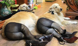 主人到底在想什麼！？穿上絲襪的性感狗兒 搞笑、網友、爆笑、KUSO