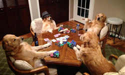 一秒數百萬上下！喜歡聚賭的小動物們 聚賭、搞笑、kuso、動物、寵物、賭博、