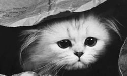 身在福中不知福？貓絕筆之吐苦水殖民日記    貓咪、影片、