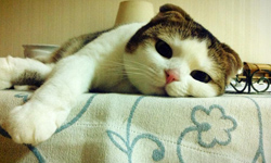 貓比人MAN？萌貓許進財的型男日記    許進財、萌、貓咪、日記、網路紅貓