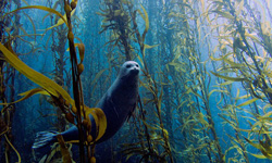 不用下海拍 讓專業的來！沁涼海洋秘境攝影 邁阿密大學、海底攝影、藝術