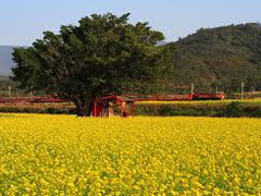 [妞隨選] 謀殺你的底片！世界各地的美麗鐵道    火車、鐵道、交通工具、少女峰、布達佩斯