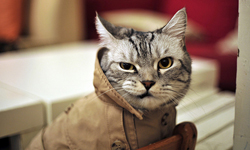 貓奴們我們不愛這招！穿衣服會抗議的貓 貓咪、貓、影片、有趣、可愛