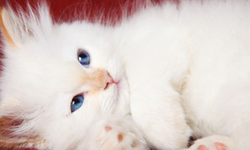 貓奴們集合上課囉！你可能還不知道的貓咪小知識 貓咪、貓、小知識、小常識、