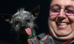 醜醜的也很可愛  世界最醜狗狗大賽 狗狗、World’s Ugliest Dog Contest、可愛、醜、冠軍