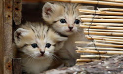 真正的「小」貓咪！沙漠限定萌系沙貓    沙貓、Sand Cat、貓咪、萌