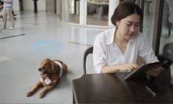 跟著狗狗就可以上網？泰國行動Wi-Fi讓你跟著動物走    行動上網、wi-fi、動物、電磁波、無線上網