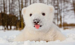 我們的小時候不一樣  動物寶寶大集合！    寶寶、動物、嬰兒、動物小百科