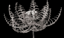 以骨作花  蒼白卻美麗的骨花藝術 花、骨頭、德重秀樹、骨花、藝術、日本、八仙花、康乃馨、蓮花、石蒜、百合、死亡