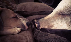 他們真的是「豬朋狗友」！小豬小狗的同居生活       豬、狗、動物、家人、同居、豬朋狗友