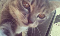 不只正妹愛自拍  正貓超萌自拍特輯 動物、正妹、自拍、萌、性感