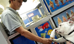 每到夏天我要去海邊！鬥牛犬巨星 Beefy告訴你如何擁有完美夏日    鬥牛犬、巨星、 Beefy、夏天、海邊