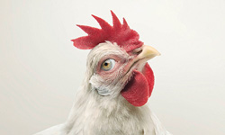 如果動物擁有人類的眼睛？反虐殺動物宣導海報 動物、虐殺、同理心、貓咪、狗狗