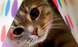 你看不到我看不到我！愛玩躲貓貓的可愛貓咪 貓咪、貓、可愛、躲貓貓、有趣