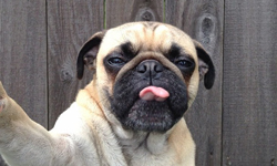 狗界自拍天王 ─ 巴哥犬Norm的超有戲生活 狗、自拍、Norm、Jeremy Veach、巴哥