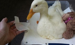 3D技術打造義肢！殘疾鴨鴨重獲新生記 鴨子、動物、義肢、殘疾、缺陷