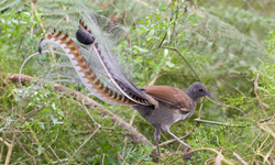 模仿任何聲音都難不倒牠！大自然仿聲高手─琴鳥 動物、琴鳥、大自然、仿聲、口技