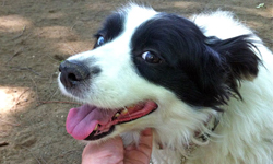 我抓到你的點了！動物享受抓癢的超迷濛瞬間  狗狗、貓貓、貓頭鷹、北極熊、大棕熊