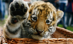 給我一個五！超萌貓咪擊掌特輯 High-five、 give me five、擊掌、小動物、萌