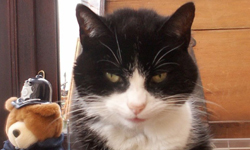 沒看過壞人？貓咪界恐怖份子特搜 貓咪、刻板印象、陰險