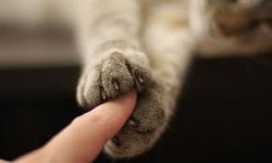 貓咪這樣摸才對！貓奴不可不知的親近小知識    貓咪、貓奴、撫摸、知識