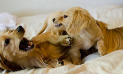 臘腸臘腸你的身體怎麼那麼長？可愛臘腸狗Yogi & Bambi Yogi & Bambi、臘腸狗、可愛、萌、長毛臘腸