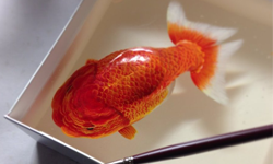 用紙盒養金魚？ 畫畫比照片還真實的藝術 紙盒、金魚、畫畫、照片、Kenglye、藝術